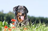 BEAUCERON 460